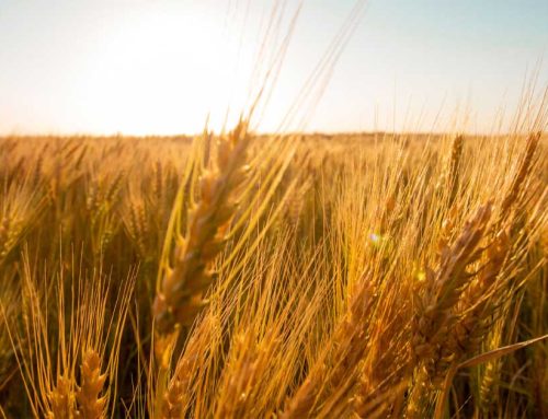 تاثیر رطوبت گندم بر کیفیت آرد و عملکرد فرآیند آسیابانی