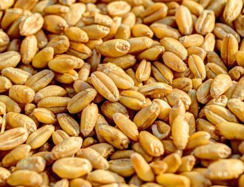 گندم خراسان و KAMUT؛ بررسی علمی گندم باستانی از منشأ تا ویژگی‌های تغذیه‌ای