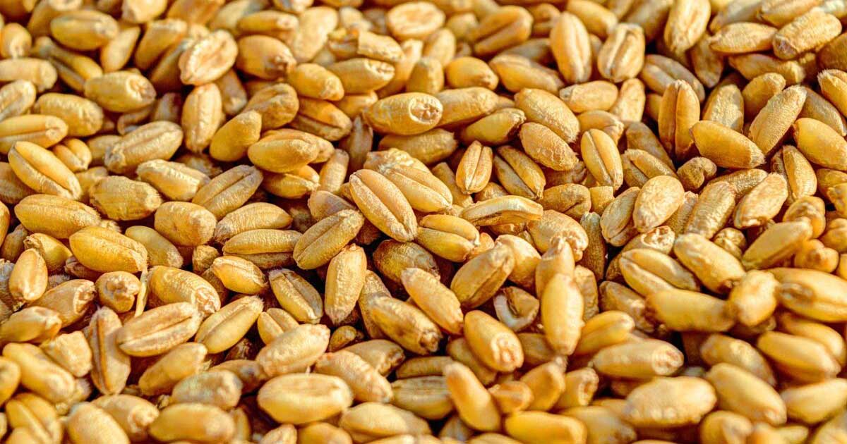 گندم خراسان